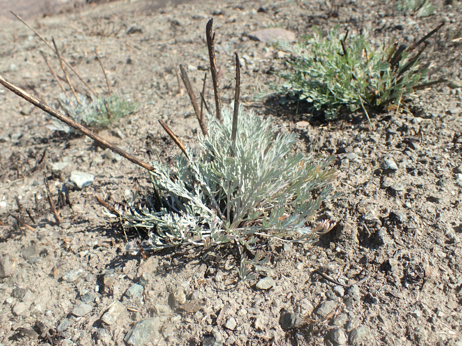 High Resolution Eschscholzia californica Fire recovery